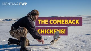 Bringing SharpTailed Grouse back to Western Montana [upl. by Reginauld]