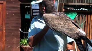 Martial Eagle Spier Wine Farm South Africa [upl. by Weinert218]