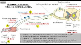 Le contrôle nerveux du réflexe myotatique [upl. by Paloma855]