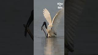 Animal Face Off  Brahminy Kite Vs Blackheaded Ibis  Nikon Z6III  Encounter [upl. by Aryam]