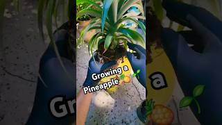 Growing a Pineapple from a Plant 🍍🪴 plantlover gardeningtips growingfruit bromeliads [upl. by Eelan]