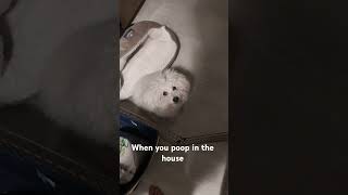 When you poo in the house [upl. by Attekram]