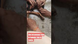 Give Intravenous Fluid therapy in Canine Cephalic Vein  Saphenous Vein  Iv injection Blood Sample [upl. by Rock904]