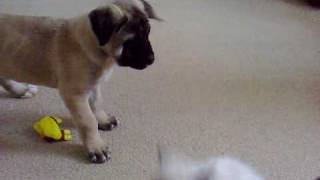 Mastiff x Akita Puppy Vs Ragdoll Kitten  Part 1 [upl. by Orlanta]