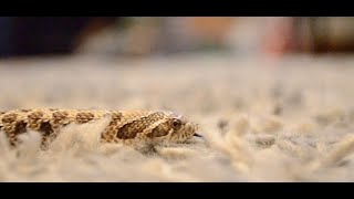 Hognose Snake care guide 2022 How to care for a hognose snake and what youll need [upl. by Jesus]