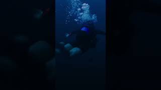 47 meters down clips thrillerrecap film moviereview [upl. by Seale]