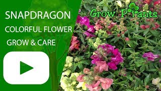 Snapdragon plant  Colorful Snapdragon flower  grow amp care [upl. by Emyam636]