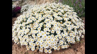 Amazing and Most Beautiful Argyranthemum  Marguerite Daisy  Dill Daisy Flowers [upl. by Alasteir]