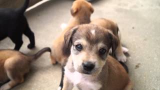 BeagleLabrador Puppies [upl. by Ardolino]