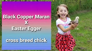 Black Copper Maran x Easter Egger cross breed chick a new favorite on the hobby farm [upl. by Enaols454]