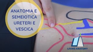 URETERI E VESCICA  SEMEIOTICA E ANATOMIA PALPATORIA [upl. by Cheffetz313]