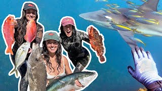 Sharks and bent shafts SPEARFISHING Cavalli Islands NZ YELLOWTAIL KINGFISH boarfish amp more [upl. by Yle]