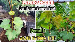 Andai Tau Dari Dulu❓Pupuk Anggur Dari Tanam Sampai Panen‼️ [upl. by Ylim220]