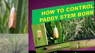 धान में तना छेदक का नियंत्रण कैसे करें How to control paddy stem borer [upl. by Patrizia]