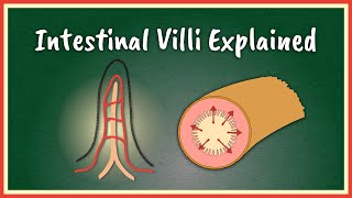 The Intestinal Villi Explained  Absorption [upl. by Notsnorb]