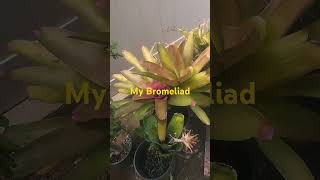 My BromeliadProfDavidJDelosReyes bromeliad shorts [upl. by Lauralee]