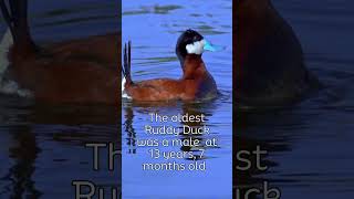 Ruddy Duck Courtship tapping Call [upl. by Atidnan340]