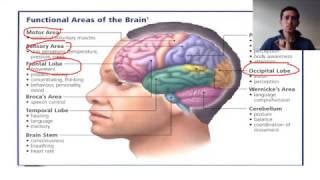 biopsychology localisation of function [upl. by Letsyrhc]