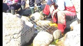 Marine Intertidal video of Wales Pen Llyn ar Sarnau SAC [upl. by Ettelloc]