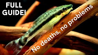 Full Otocinclus catfish care guide Why Otos die What Otos eat [upl. by Noroj]