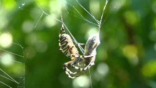 Wespenspinne Argiope bruennichi wwwInsektenlexikonch [upl. by Derdle]