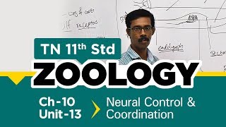 TN 11th Std Zoology Neural Control amp Coordination New Syllabus  2018 Ch 10  Part 13VOL 2 [upl. by Mobley628]