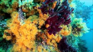 Estartit Diving Illes Medes Costa Brava [upl. by Enirehtac]