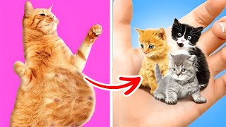 I Found And Save Pregnant Cat 😿 Extreme Pets Rescue [upl. by Retsev332]