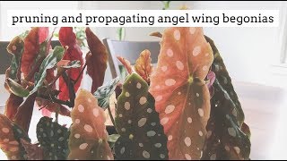 how to prune and propagate angel wing begonias [upl. by Whitby]