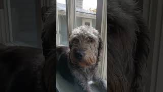 Doggie in the window🩷🩷🩷🩷 music song dog doggie puppy cute cutedog [upl. by Chery]