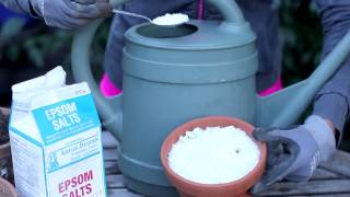 Uses for Epsom Salts in the Garden  Around the Garden [upl. by Holds]