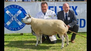 Beltex Judging at the Royal Highland Show  22 June 2018 [upl. by Magill]