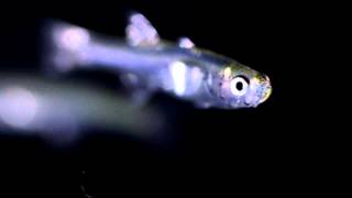 Gobiopterus chuno  Sumatran Glass Goby [upl. by Nala356]