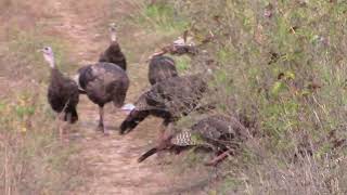 Turkeys Showing up while Im unloading the truck [upl. by Akenahs]