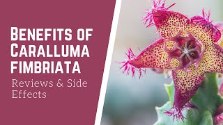 What is Benefits of Caralluma Fimbriata Reviews and Side effects [upl. by Publius]