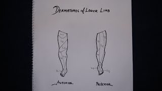 Dermatomes of Lower Limb Simplified in Bangla [upl. by Farmer323]