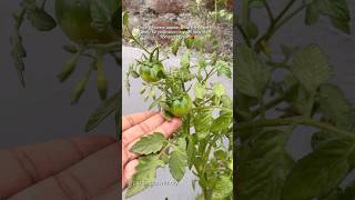 Free mai mile tomato ke plants tomato youtubeshorts [upl. by Htebazle]