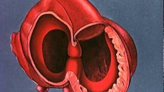 Heart embryology video [upl. by Lyram524]