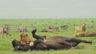 The most powerful hunt of Lions Lions organize such a hunt only once a year [upl. by Jelle]