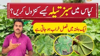 How to control jassid in cotton crop  The best insecticide against cotton jassid Abid Ali Agrarian [upl. by Akaenahs]