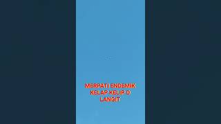 MERPATI ENDEMIK KELAP KELIP D LANGIT [upl. by Ainod347]