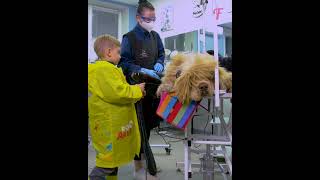 Rainy day miracle Homeless dogs stunning makeover shorts [upl. by Romeon984]