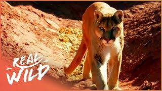 The Rocky Mountain Lions Wildlife Documentary  Real Wild [upl. by Bergin]