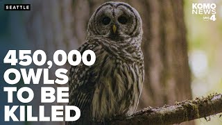 To save spotted owls US plans to kill hundreds of thousands of West Coast barred owls [upl. by Snowber]