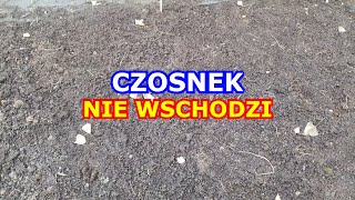 Czosnek NIE WSCHODZI  czy zmarznie Czy jeszcze czosnek wyjdzie Uprawa Czosnku krok po kroku [upl. by Barron]