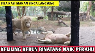 KEBUN BINATANG DITENGAH KOTA JAKARTA 🐯 FAUNALAND ANCOL ECO PARK  KELILING NAIK PERAHU [upl. by Nanoc]