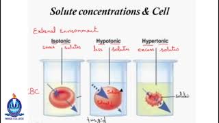 Lec11 Solute concentrations amp Cell [upl. by Hanikas]