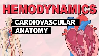 Cardiovascular System Anatomy  Hemodynamics Part 1 [upl. by Bennion630]