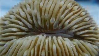 Mushroom Coral Feeding in our FishLab timelapse [upl. by Nerraw]