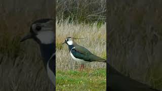 avefría europea Vanellus vanellus [upl. by Abana]